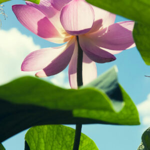 Lotus Image 3